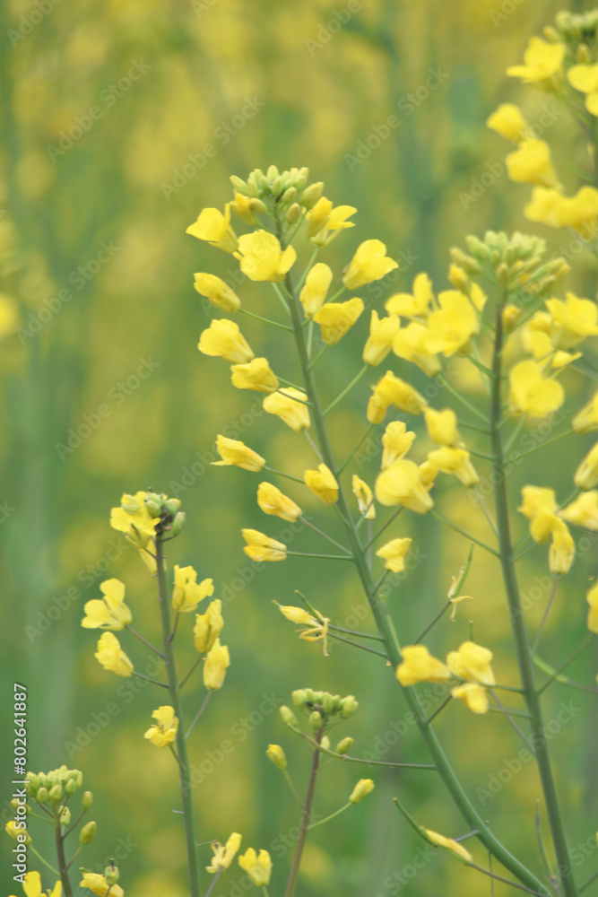 Fototapeta premium Mustard flower field is full blooming, yellow mustard field landscape industry of agriculture, mustard flowers closeup photo