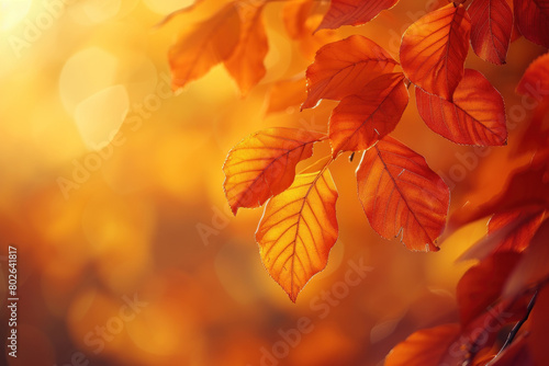Autumn Leaves in Rich Orange and Red Tones  Basking in Warm Sunlight.