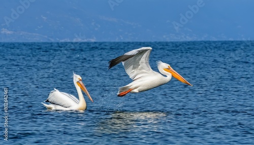 Soaring Pelican Swoops for Fish in Majestic Flight over Greek Waters