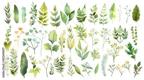 Watercolor-Painted Herbs and Leaf Elements Presented in a Flat, Hand-Drawn Style