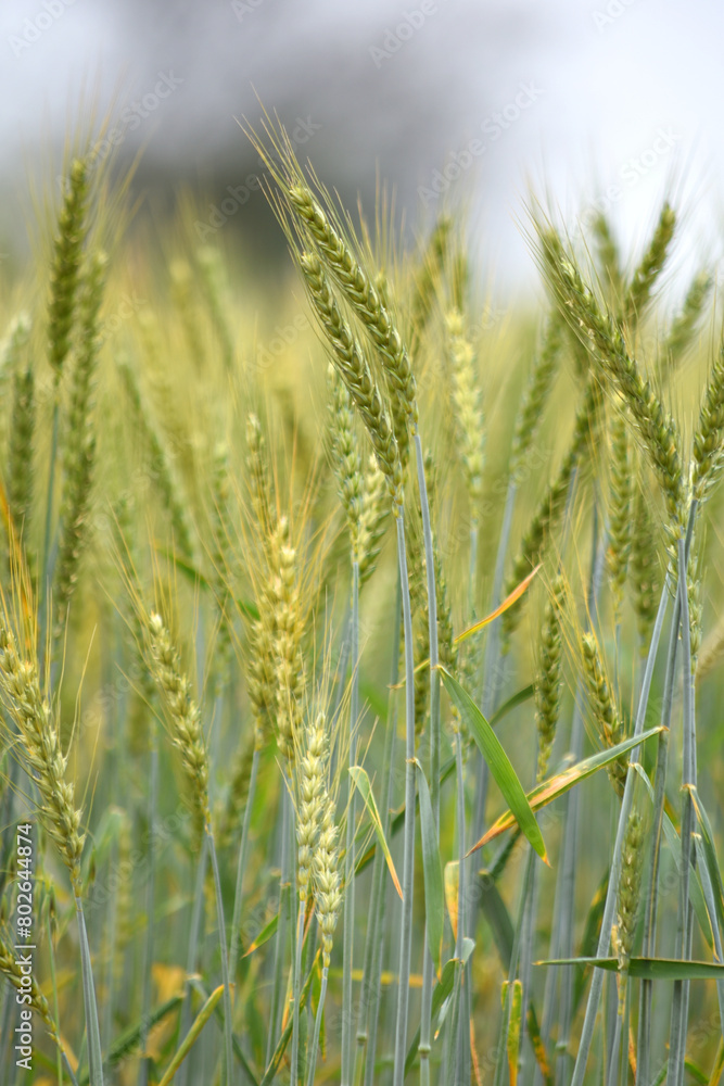 Green wheat field close up image, Green Wheat whistle, Wheat bran fields, agriculture, wheat field Pakistan, closeup of green cereal field Green wheat field close up image, Green Wheat whistle, Wheat bran fields, agriculture, wheat field Pakistan, closeup of green cereal field