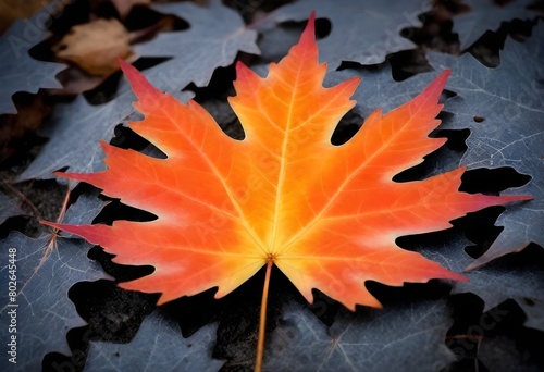 fantasy Vibrant maple leaf with serrated edges aut (1) photo