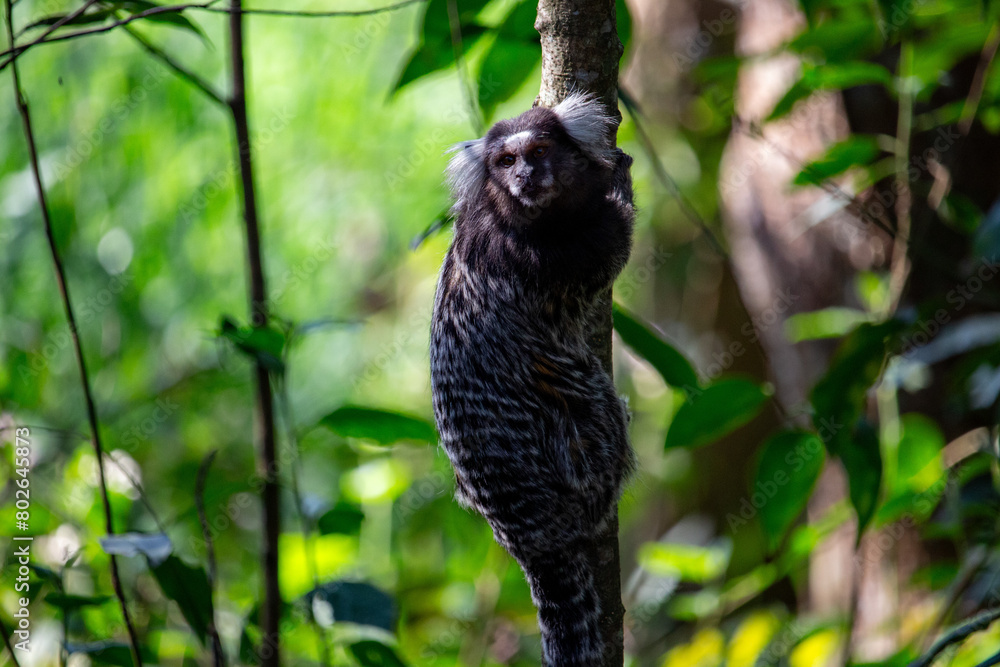 Sagui-de-tufo-branco, sagui-do-nordeste, mico-estrela ou sagui-comum	

