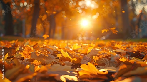 Autumn background with golden leaves on the ground in a park at sunset. A beautiful autumn landscape. An autumn concept.