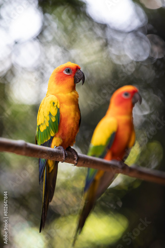 couple of sun conure parrots
