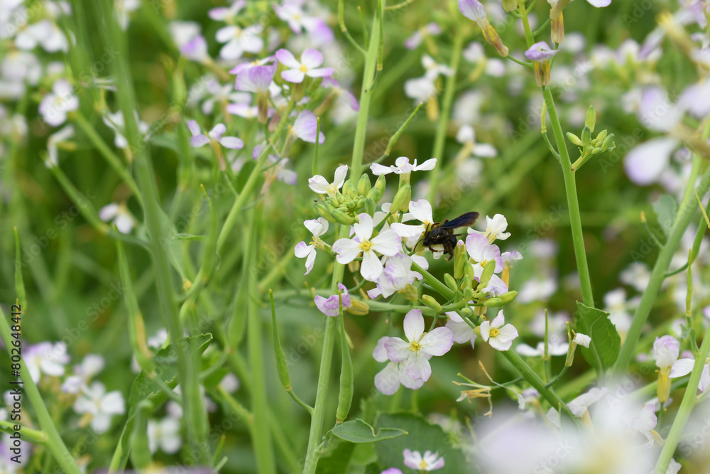 Radish Flower. small Radish blossom flowers. Closeup colorful radish flower with green leaves in the spring, spring blossom Radish Flower. small Radish blossom flowers. Closeup colorful radish flower with green leaves in the spring, spring blossom