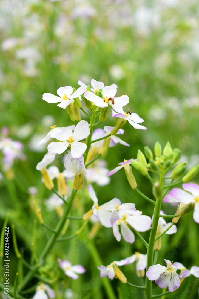 Radish Flower. small Radish blossom flowers. Closeup colorful radish flower with green leaves in the spring, spring blossom Radish Flower. small Radish blossom flowers. Closeup colorful radish flower with green leaves in the spring, spring blossom