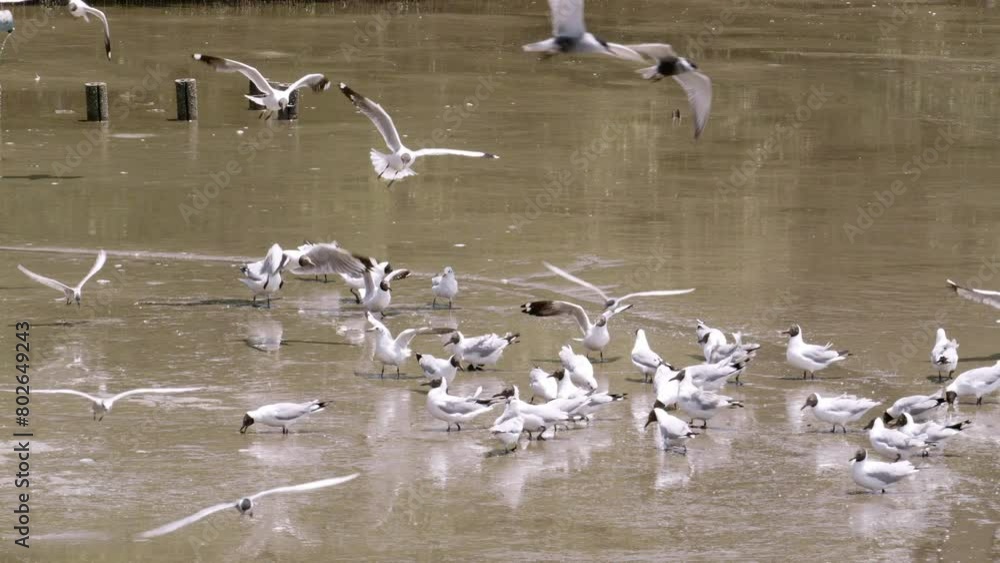 Flock of birds flying around while the rest of the black-headed seagulls, Chroicocephalus ridibundus are wading in the murky esturaine waters in Bangphu, Samut Prakan, in Thailand. Flock of birds flying around while the rest of the black-headed seagulls, Chroicocephalus ridibundus are wading in the murky esturaine waters in Bangphu, Samut Prakan, in Thailand.