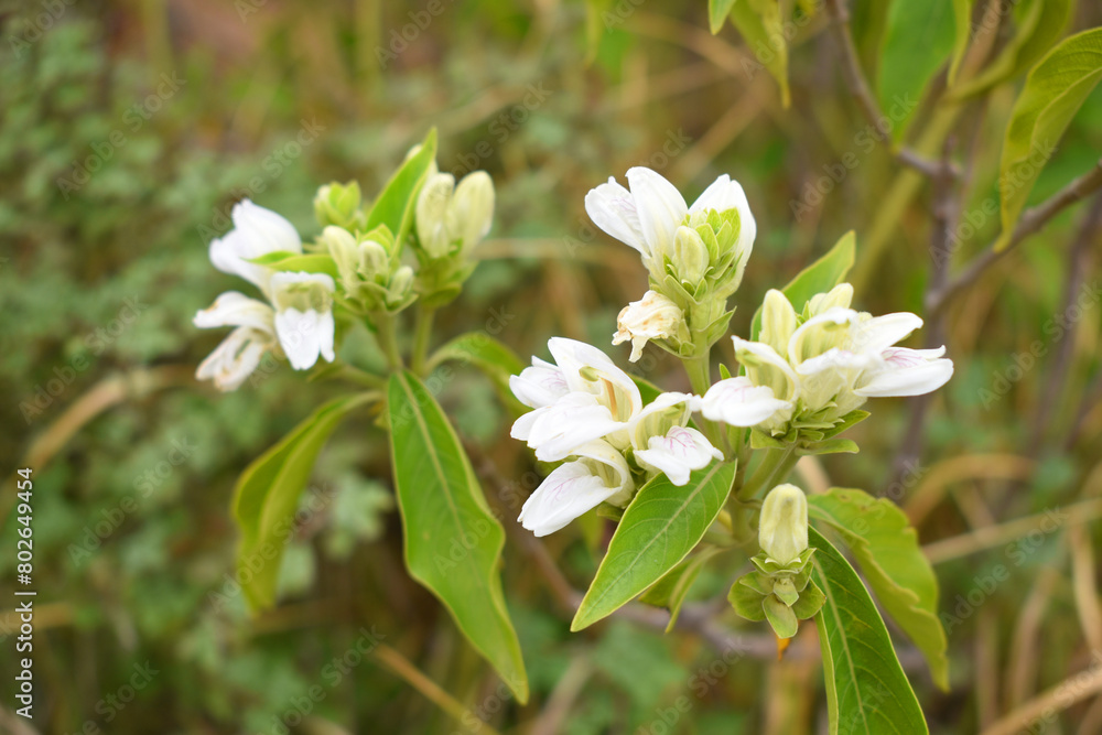 A green Plant of Justicia adhatoda vasica or malabar nut plant in selective focus and background blur, the white Justicia adhatoda blossom in spring, Chakwal, Punjab, Pakistan A green Plant of Justicia adhatoda vasica or malabar nut plant in selective focus and background blur, the white Justicia adhatoda blossom in spring, Chakwal, Punjab, Pakistan
