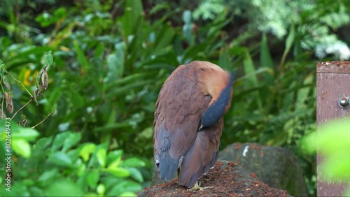 Wallpaper Mural A Malayan night heron spotted standing on the rock in an urban park, preening and grooming its feathers, wondering around the surroundings, close up shot. Torontodigital.ca