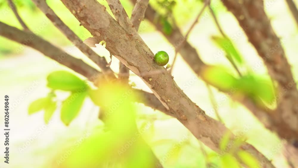 Nice close up shot of a Jaboticaba young tree with flowers starting to bloom in season fruit Plinian grapelike Nice close up shot of a Jaboticaba young tree with flowers starting to bloom in season fruit Plinian grapelike