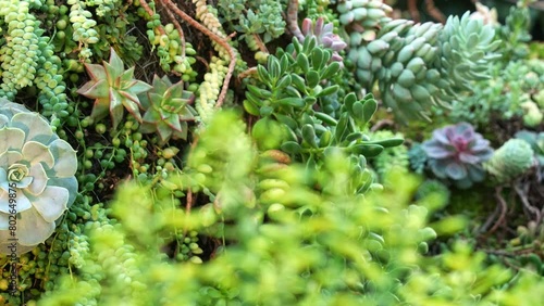 Rack focus pulling shot capturing a variation of hybrid succulents species in the garden. photo