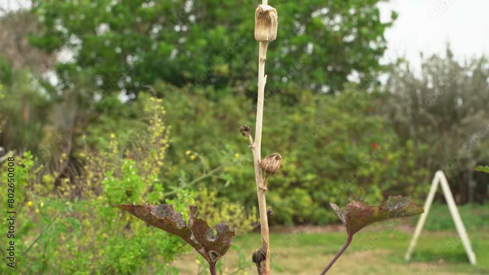 Nice shot of dried up Okra vegetable plant produce vegan crop for cooking and health benefits Nice shot of dried up Okra vegetable plant produce vegan crop for cooking and health benefits