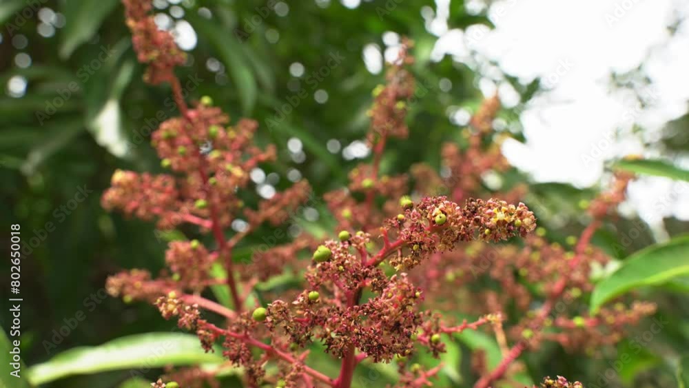 Nice young Mango tree flowers with small mangos growing ready to grow into young tropical fruit exotic Nice young Mango tree flowers with small mangos growing ready to grow into young tropical fruit exotic