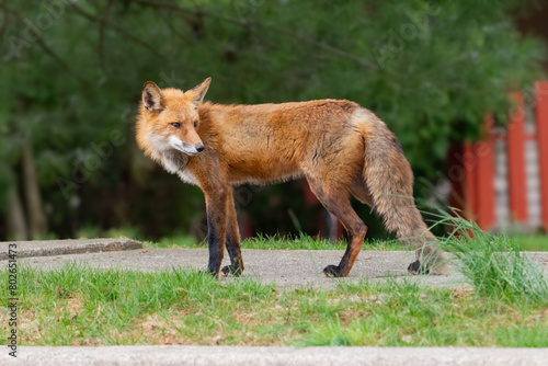Fototapeta Naklejka Na Ścianę i Meble -  fox animal