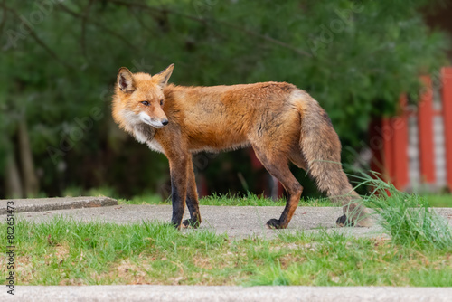 Photography fox animal