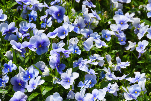 春の花　美しい紫色のパンジー　背景素材　
Spring flowers beautiful purple pansies background material