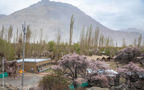 Panoramic view of camping sites in Leh, Ladakh. Landscape view of rocky land and apricot trees surrounded by Himalayas and Dramatic clouds.