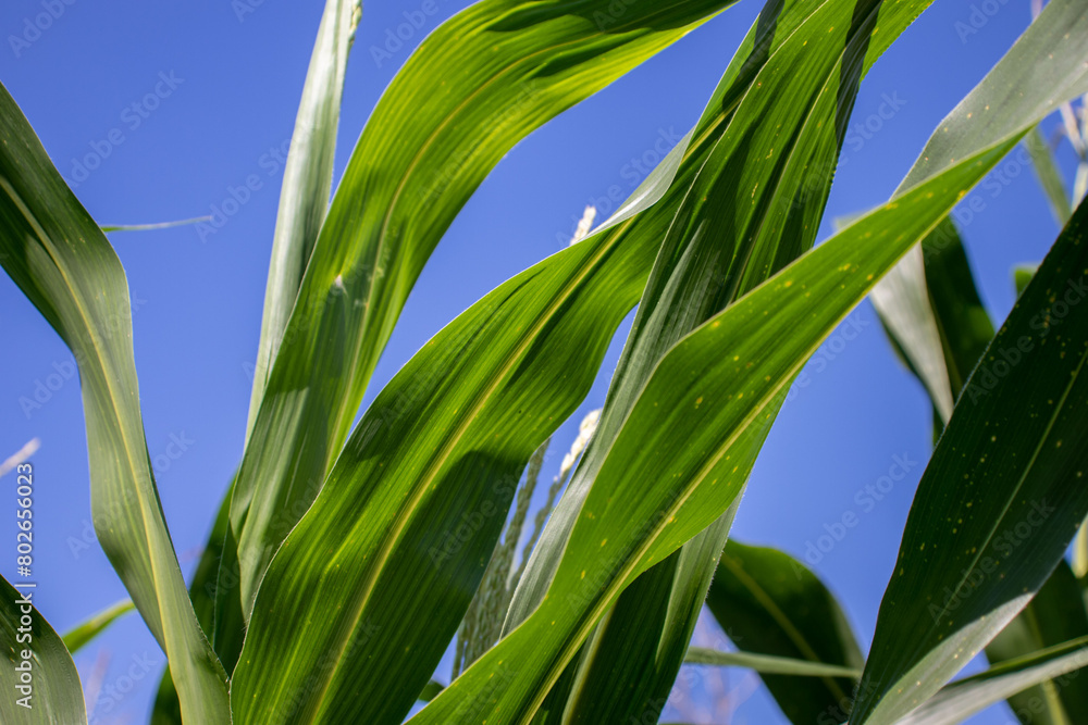 Obraz premium the beauty of the texture of corn leaves illuminated by the sun in the afternoon. fields in the hills planted with corn with the afternoon wind blowing.