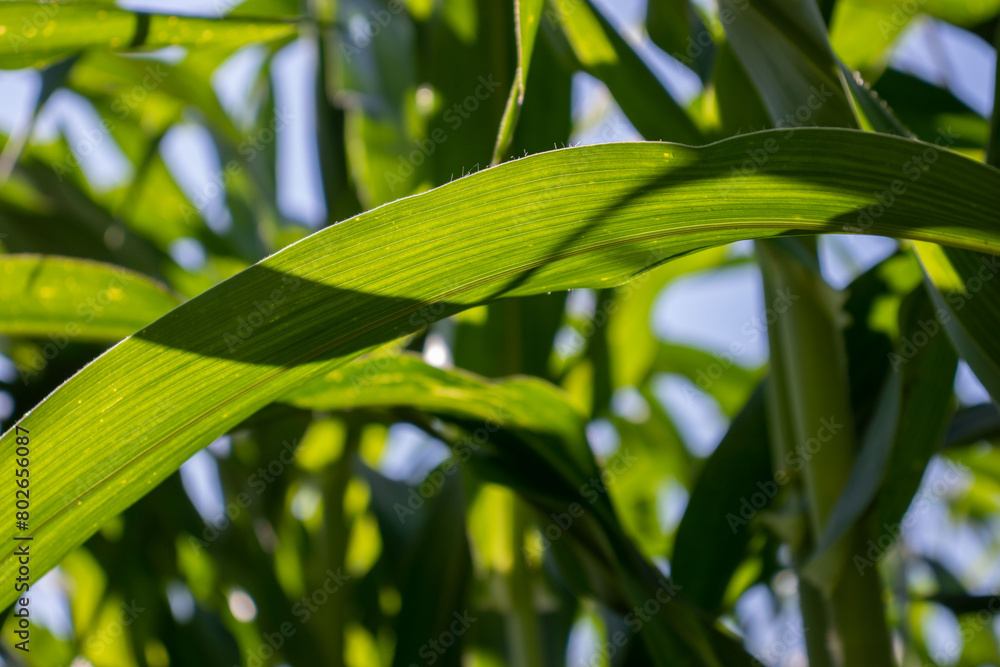 Obraz premium the beauty of the texture of corn leaves illuminated by the sun in the afternoon. fields in the hills planted with corn with the afternoon wind blowing.