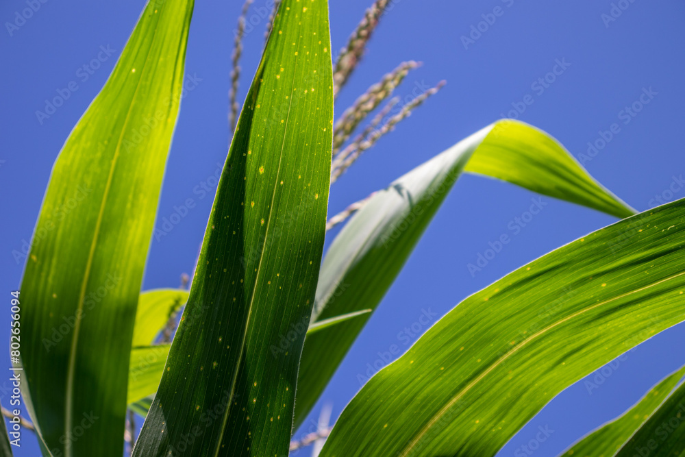 Fototapeta premium the beauty of the texture of corn leaves illuminated by the sun in the afternoon. fields in the hills planted with corn with the afternoon wind blowing.