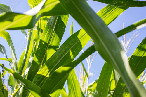 the beauty of the texture of corn leaves illuminated by the sun in the afternoon. fields in the hills planted with corn with the afternoon wind blowing.