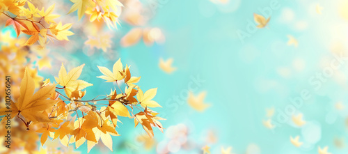 Autumn background with copy space, featuring yellow maple leaves against a blue sky backdrop. © PHTASH