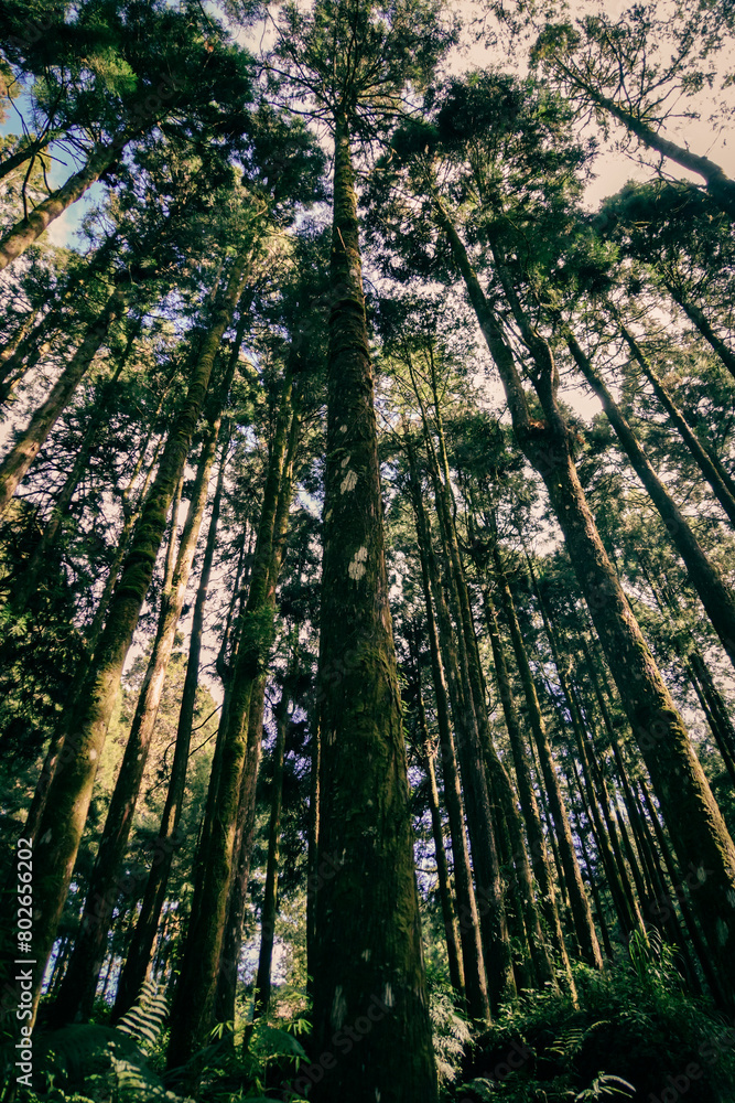 Obraz premium the under view of the tall tree in the forest 