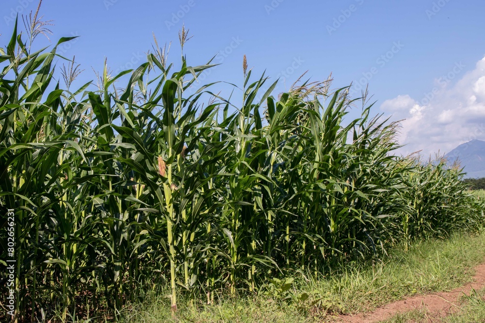 Obraz premium the beauty of the texture of corn leaves illuminated by the sun in the afternoon. fields in the hills planted with corn with the afternoon wind blowing.