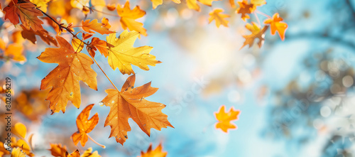 Autumn background with copy space, featuring yellow maple leaves against a blue sky backdrop.