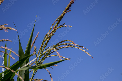 the beauty of the texture of corn leaves illuminated by the sun in the afternoon. fields in the hills planted with corn with the afternoon wind blowing.