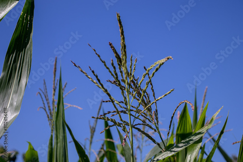 the beauty of the texture of corn leaves illuminated by the sun in the afternoon. fields in the hills planted with corn with the afternoon wind blowing.