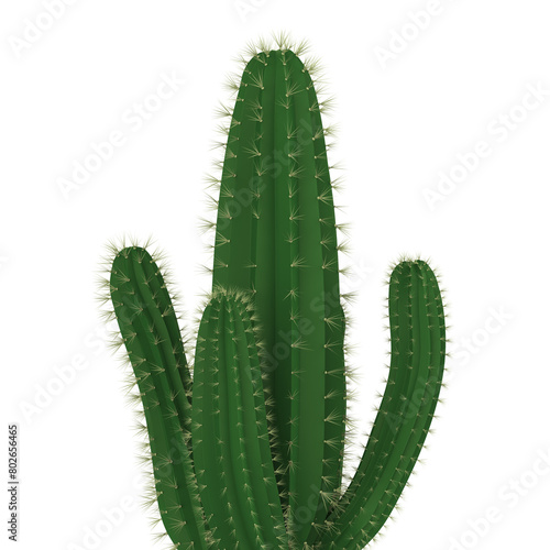 Cactus Plants Isolated photo