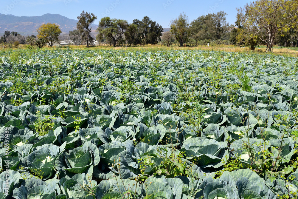 Fototapeta premium A field of green cabbage is growing in the sun. The plants are tall and leafy, and the sky is clear and blue, trees and mountains