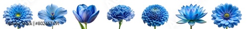 collection of blue various flowers ( Marigold, Tulip, Orchid, Daisy, Peony, Gerbera, Chrysanthemum, Poppy, Lotus ,Violet etc..) isolated on a transparent background .PNG, flowers with clipping path.	
 photo