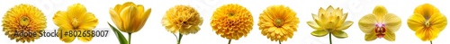 collection various yellow flowers ( Marigold, Tulip, Orchid, Daisy, Peony, Gerbera, Chrysanthemum, Poppy, Lotus ,Violet etc..) isolated on a transparent background .PNG, flowers with clipping path.	
 photo