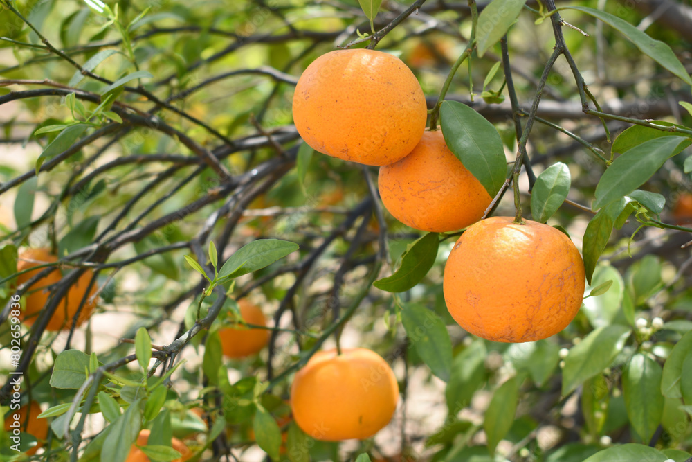 ripe oranges on tree, close-up of a beautiful orange tree with orange, fruit hanging on a tree, Close-up of ripe oranges hanging on a tree in an orange plantation garden, Chakwal, Punjab, Pakistan ripe oranges on tree, close-up of a beautiful orange tree with orange, fruit hanging on a tree, Close-up of ripe oranges hanging on a tree in an orange plantation garden, Chakwal, Punjab, Pakistan
