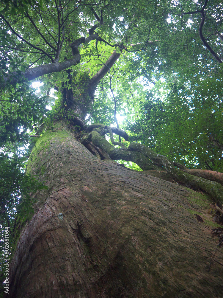 Looking up at Old mighty yakusugi cedar tree in green mystical Yakushima green forest Looking up at Old mighty yakusugi cedar tree in green mystical Yakushima green forest