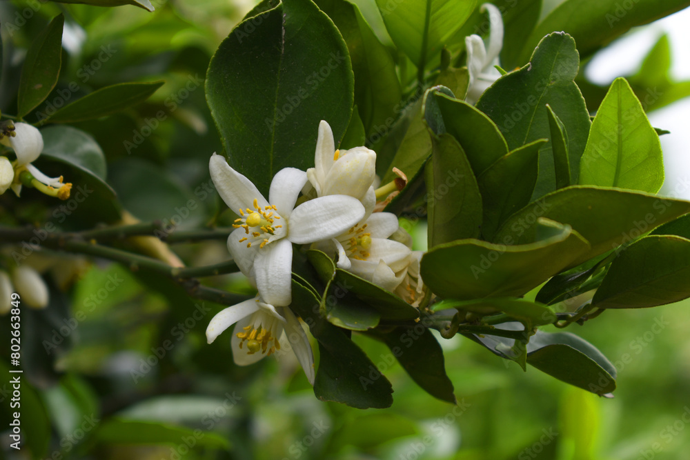 Blossoming orange tree, Valencia orange and orange blossoms, Spring harvest, closeup of Orange tree branches with flowers, buds and leaves, Chakwal, Punjab, Pakistan Blossoming orange tree, Valencia orange and orange blossoms, Spring harvest, closeup of Orange tree branches with flowers, buds and leaves, Chakwal, Punjab, Pakistan