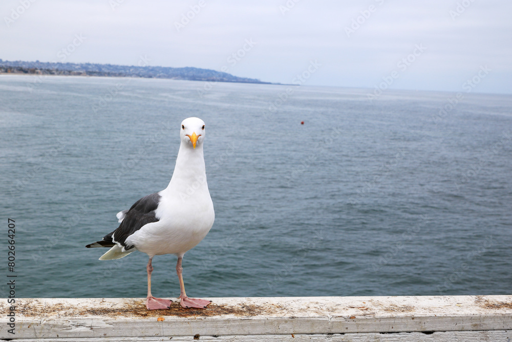 Fototapeta premium California white and gray sea gull curious of a photo camera noisy clicks on top of wooden pier bar above ocean, San Diego