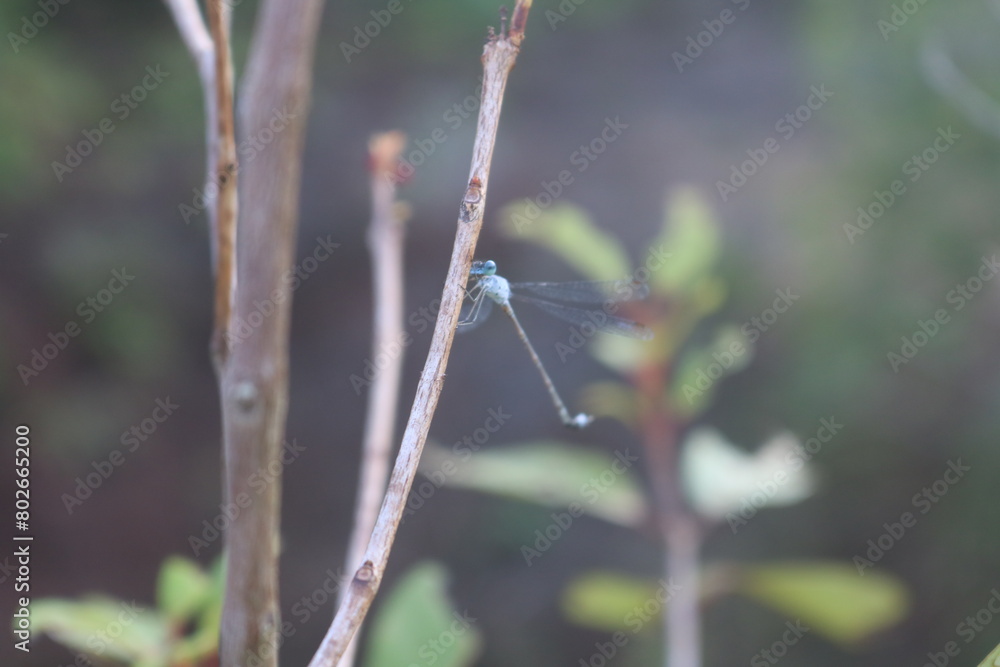 Extreme macro shot, detail of dragonfly wings. isolated on the background of a tree and a human hand