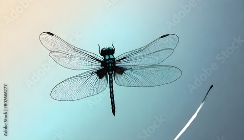 Dragonfly (130) © Atiqa