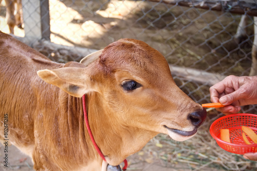 Calf eating with old Asian woman hand give carrot vegetable food