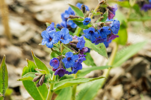 Western Siberia, flowering lungwort (Pulmonaria) in the forest.