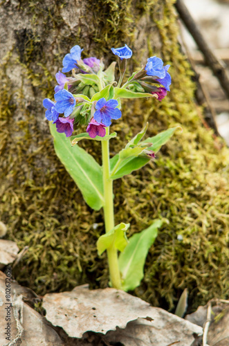 Western Siberia, flowering lungwort (Pulmonaria) in the forest.