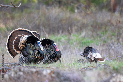 Male Wild Turkeys (Meleagris gallopavo) Displaying their Plumage