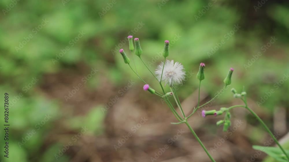close up of a dandelion close up of a dandelion
