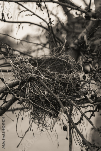 Last Year's Bird's Nest on a Tree