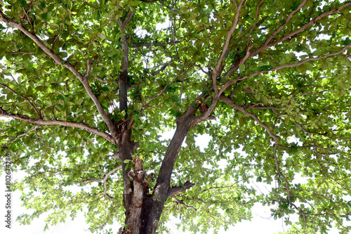 View under of the tree small leaves and branches spread under a shady tree over the blue sky background.