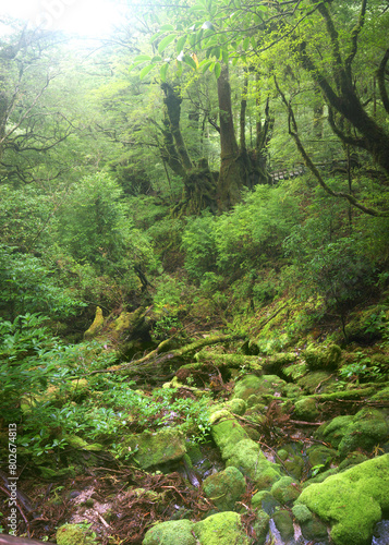 Giant old Yakusugi cedar tree in Yakushima mystical green forest with moss covered stones